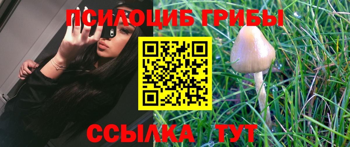 Галлюциногенные грибы Psilocybine cubensis Домодедово
